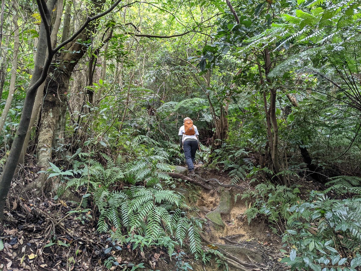 木柵猴山岳登山步道新手可以嗎？拉繩攀爬找雙扇蕨