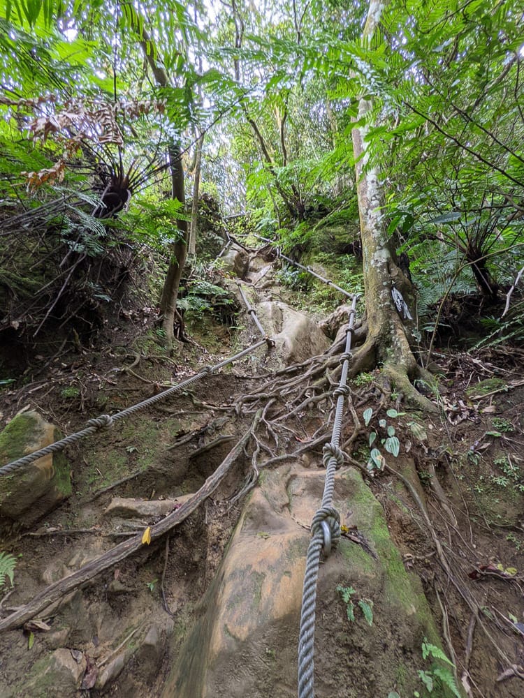木柵猴山岳登山步道新手可以嗎？拉繩攀爬找雙扇蕨