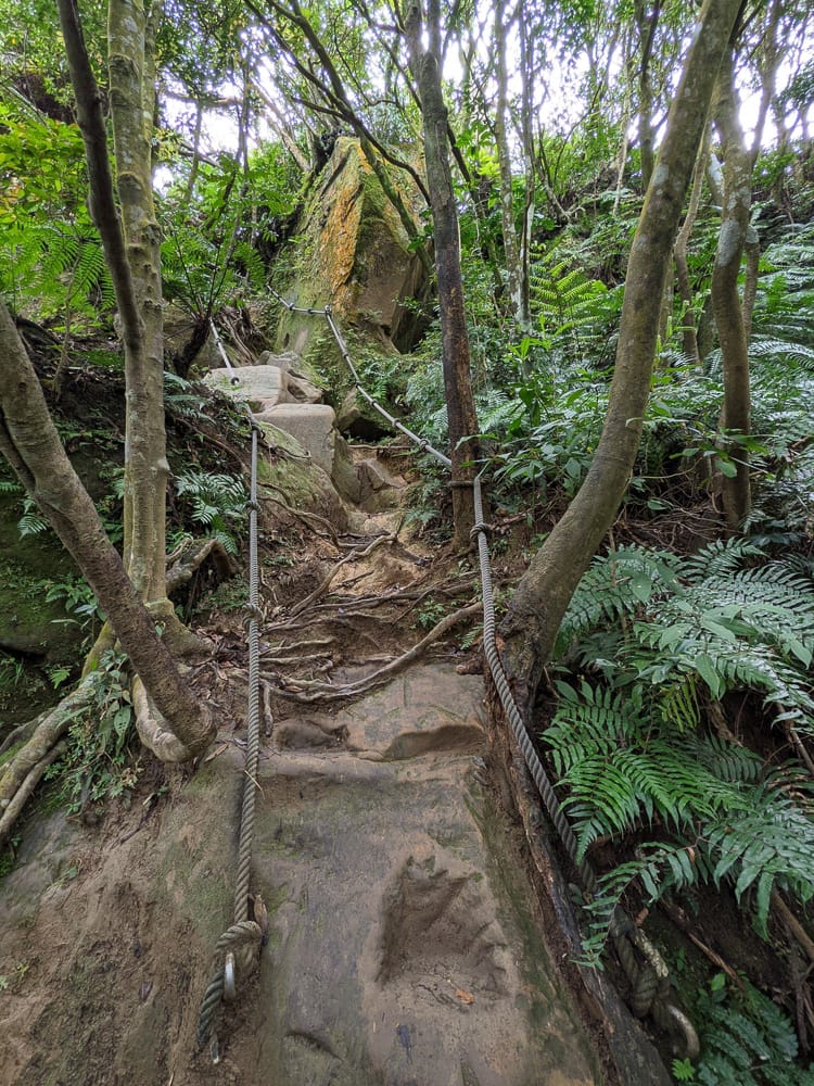 木柵猴山岳登山步道新手可以嗎？拉繩攀爬找雙扇蕨