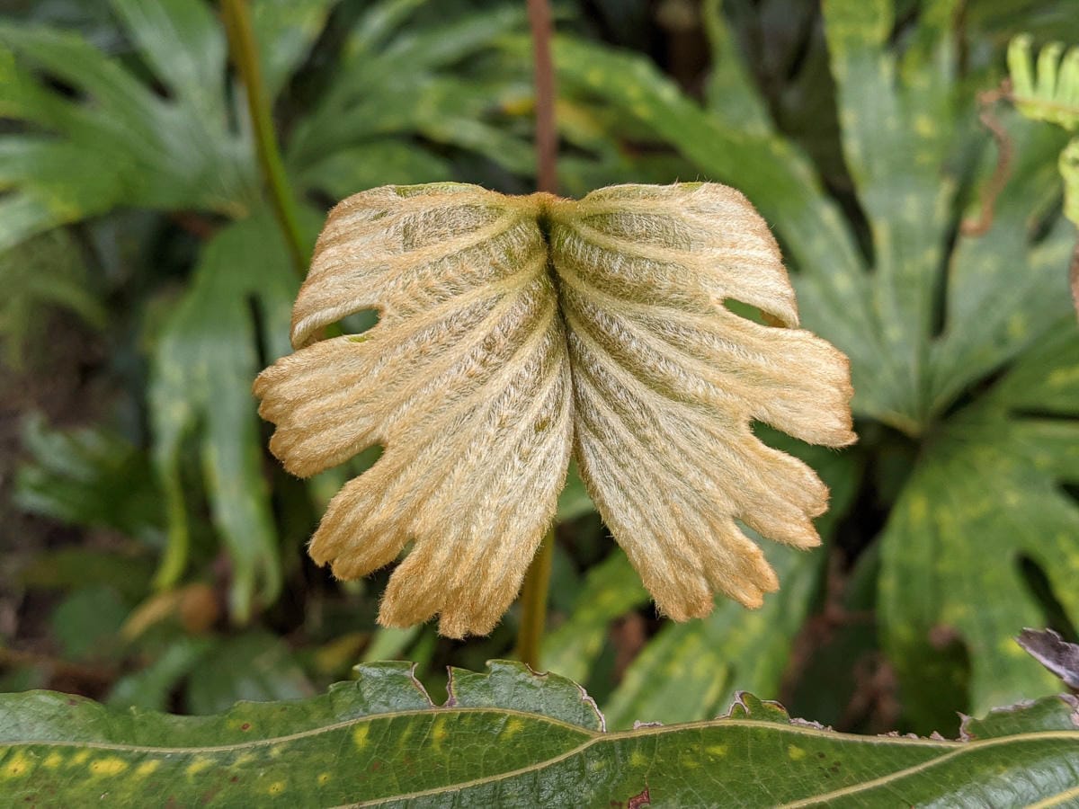 木柵猴山岳登山步道新手可以嗎？拉繩攀爬找雙扇蕨
