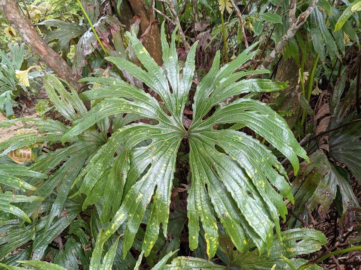 木柵猴山岳登山步道新手可以嗎？拉繩攀爬找雙扇蕨