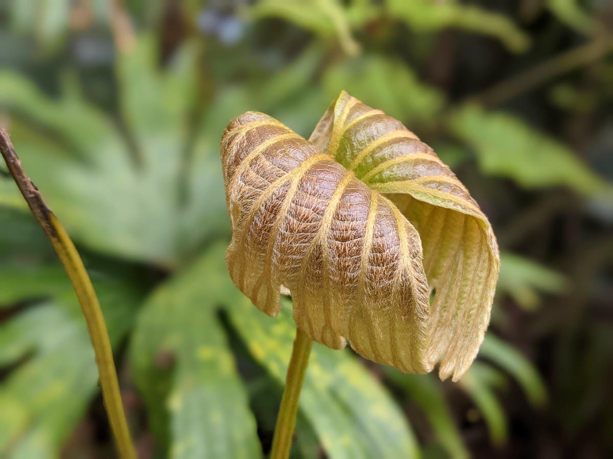 木柵猴山岳登山步道新手可以嗎？拉繩攀爬找雙扇蕨