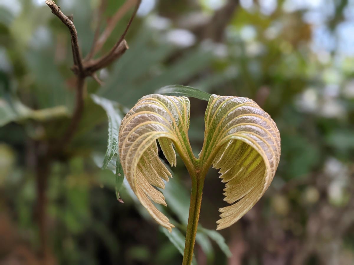 木柵猴山岳登山步道新手可以嗎？拉繩攀爬找雙扇蕨