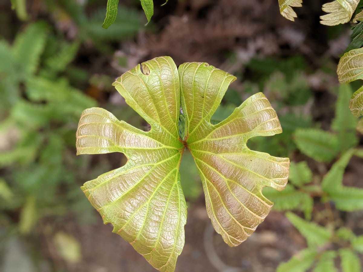 木柵猴山岳登山步道新手可以嗎？拉繩攀爬找雙扇蕨