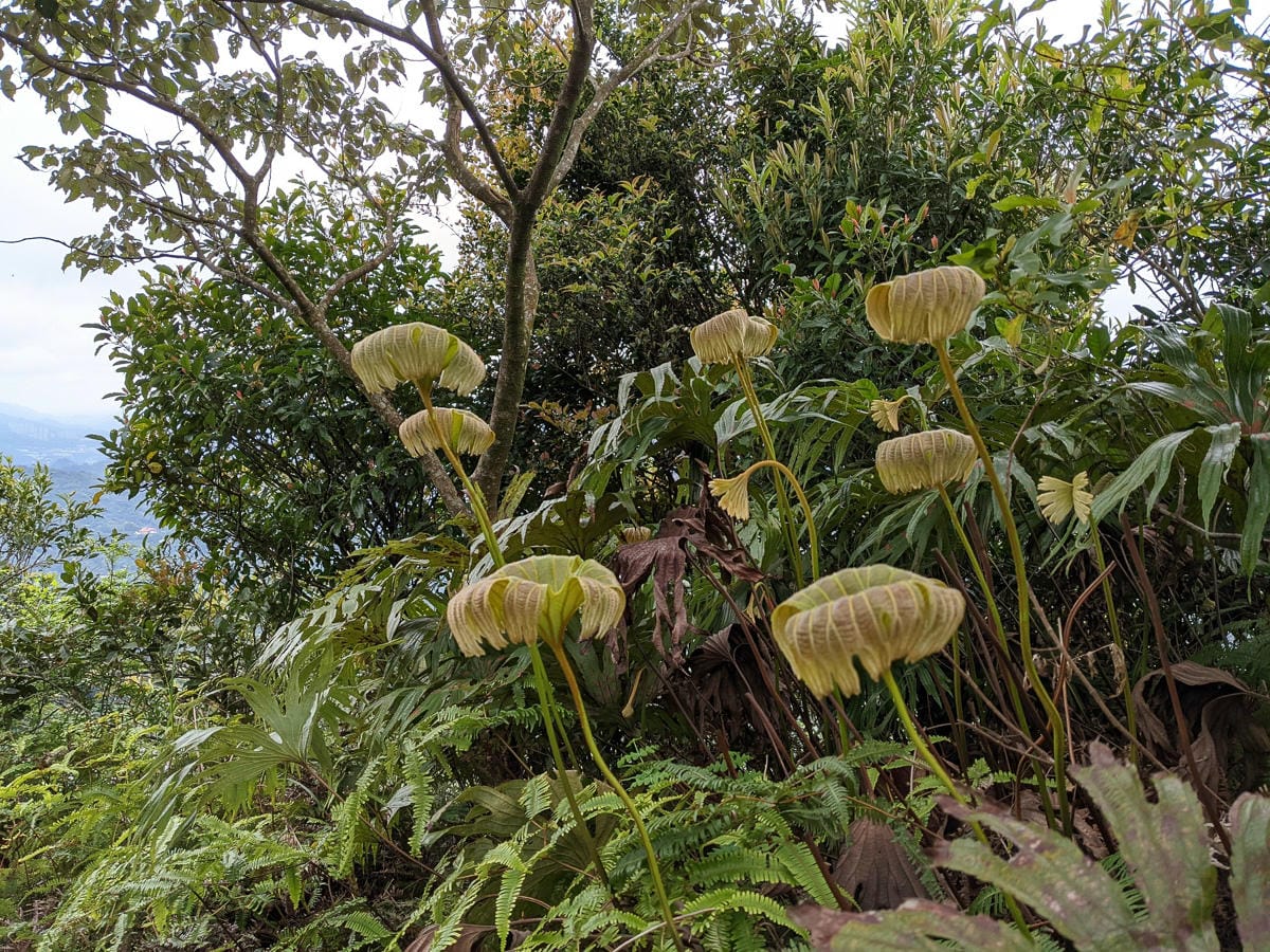 木柵猴山岳登山步道新手可以嗎？拉繩攀爬找雙扇蕨