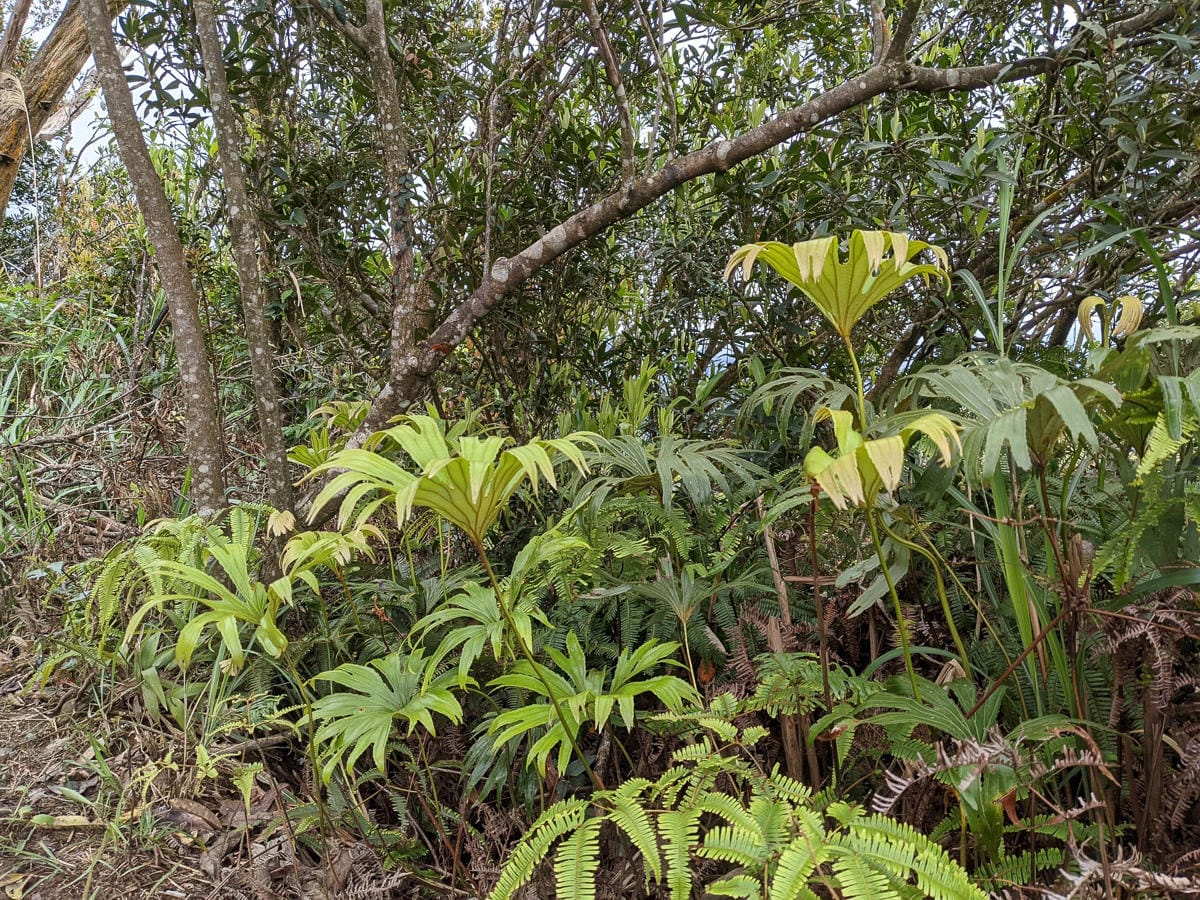 木柵猴山岳登山步道新手可以嗎？拉繩攀爬找雙扇蕨
