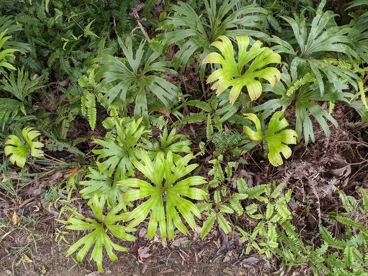 木柵猴山岳登山步道新手可以嗎？拉繩攀爬找雙扇蕨