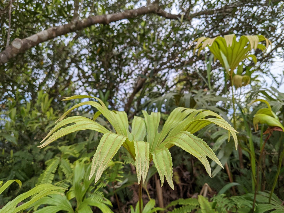 木柵猴山岳登山步道新手可以嗎？拉繩攀爬找雙扇蕨