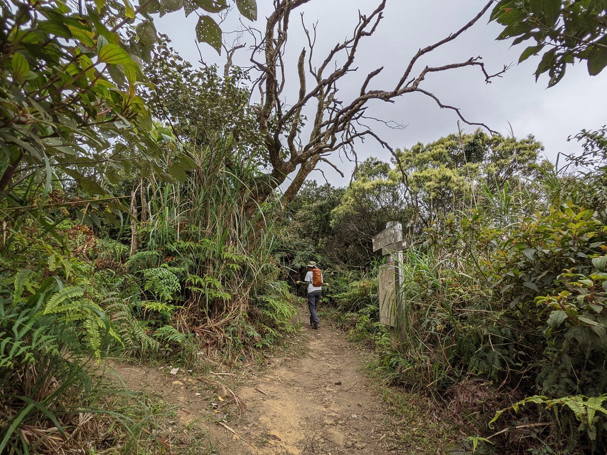 木柵猴山岳登山步道新手可以嗎？拉繩攀爬找雙扇蕨