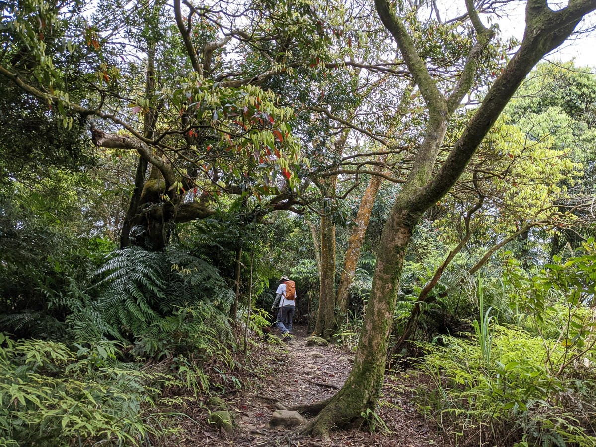 木柵猴山岳登山步道新手可以嗎？拉繩攀爬找雙扇蕨