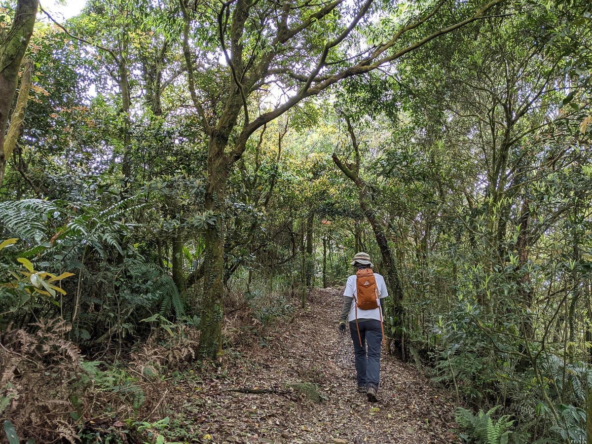 木柵猴山岳登山步道新手可以嗎？拉繩攀爬找雙扇蕨