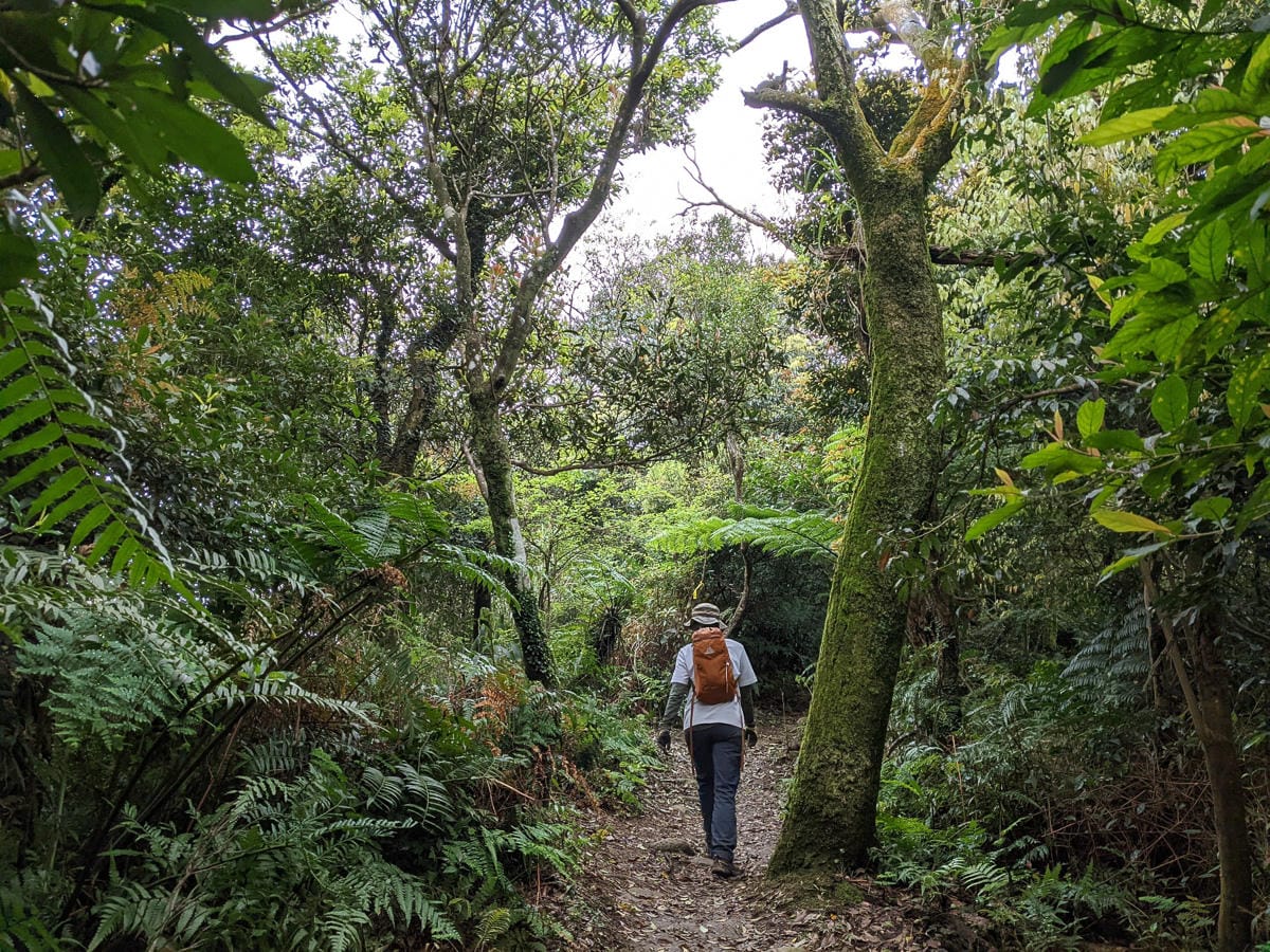 木柵猴山岳登山步道新手可以嗎？拉繩攀爬找雙扇蕨
