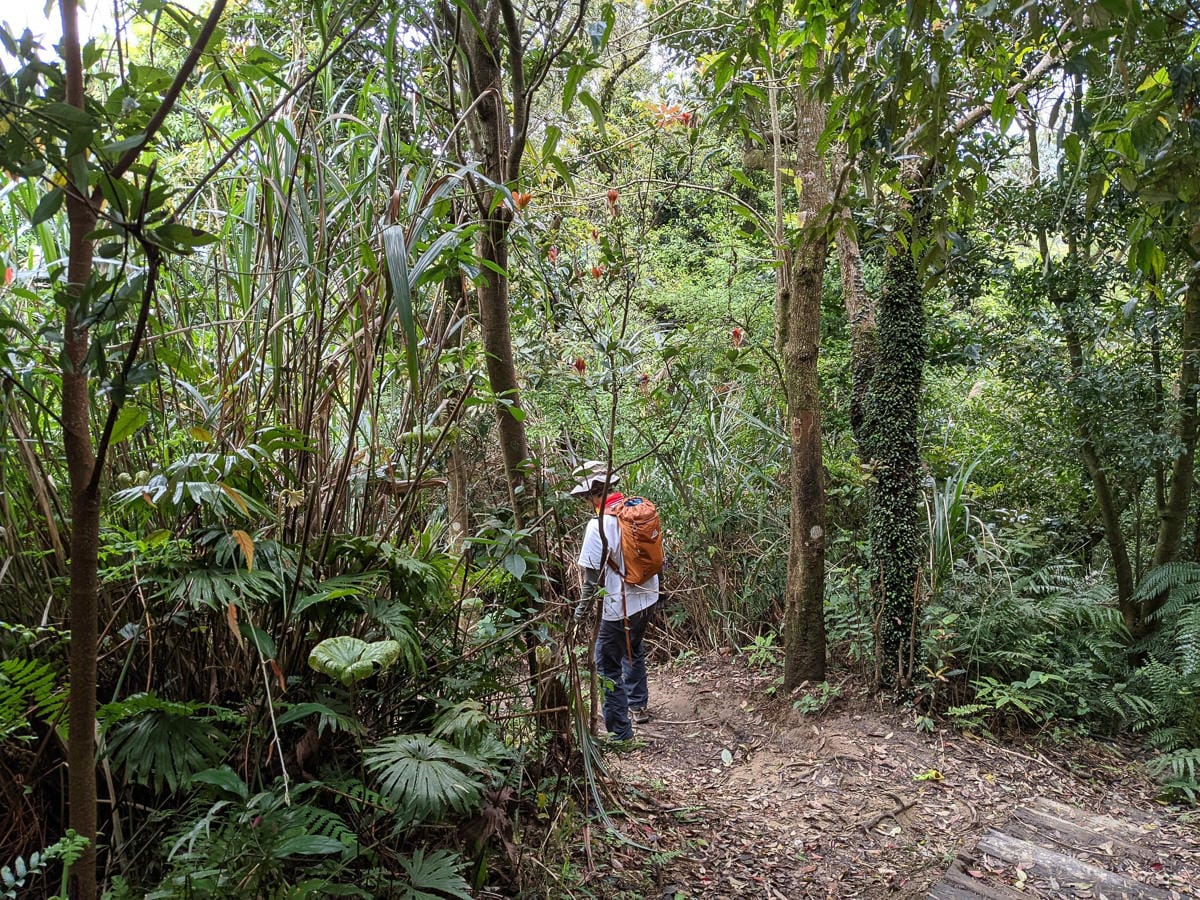 木柵猴山岳登山步道新手可以嗎？拉繩攀爬找雙扇蕨