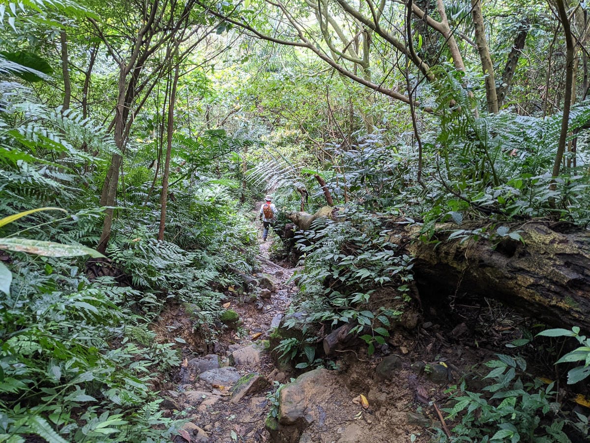 木柵猴山岳登山步道新手可以嗎？拉繩攀爬找雙扇蕨