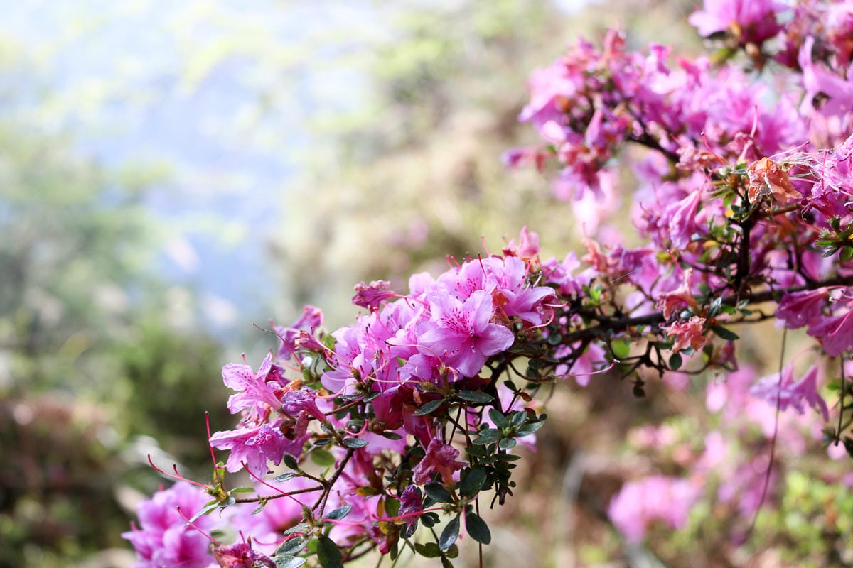 武陵四秀必訪桃山山屋 桃山喀拉業山三天兩夜水源屋況入住感想