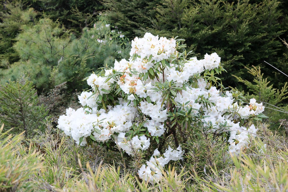武陵二秀 桃山喀拉業山三天兩夜 桃山篇