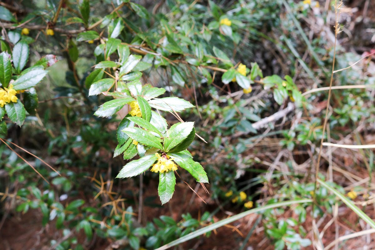 武陵二秀 桃山喀拉業山三天兩夜 桃山篇