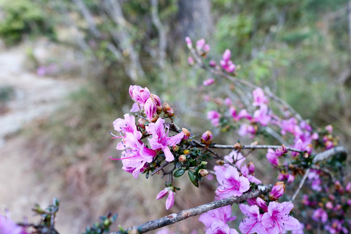 武陵二秀 桃山喀拉業山三天兩夜 桃山篇