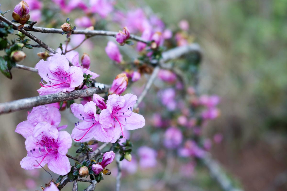 武陵二秀 桃山喀拉業山三天兩夜 桃山篇