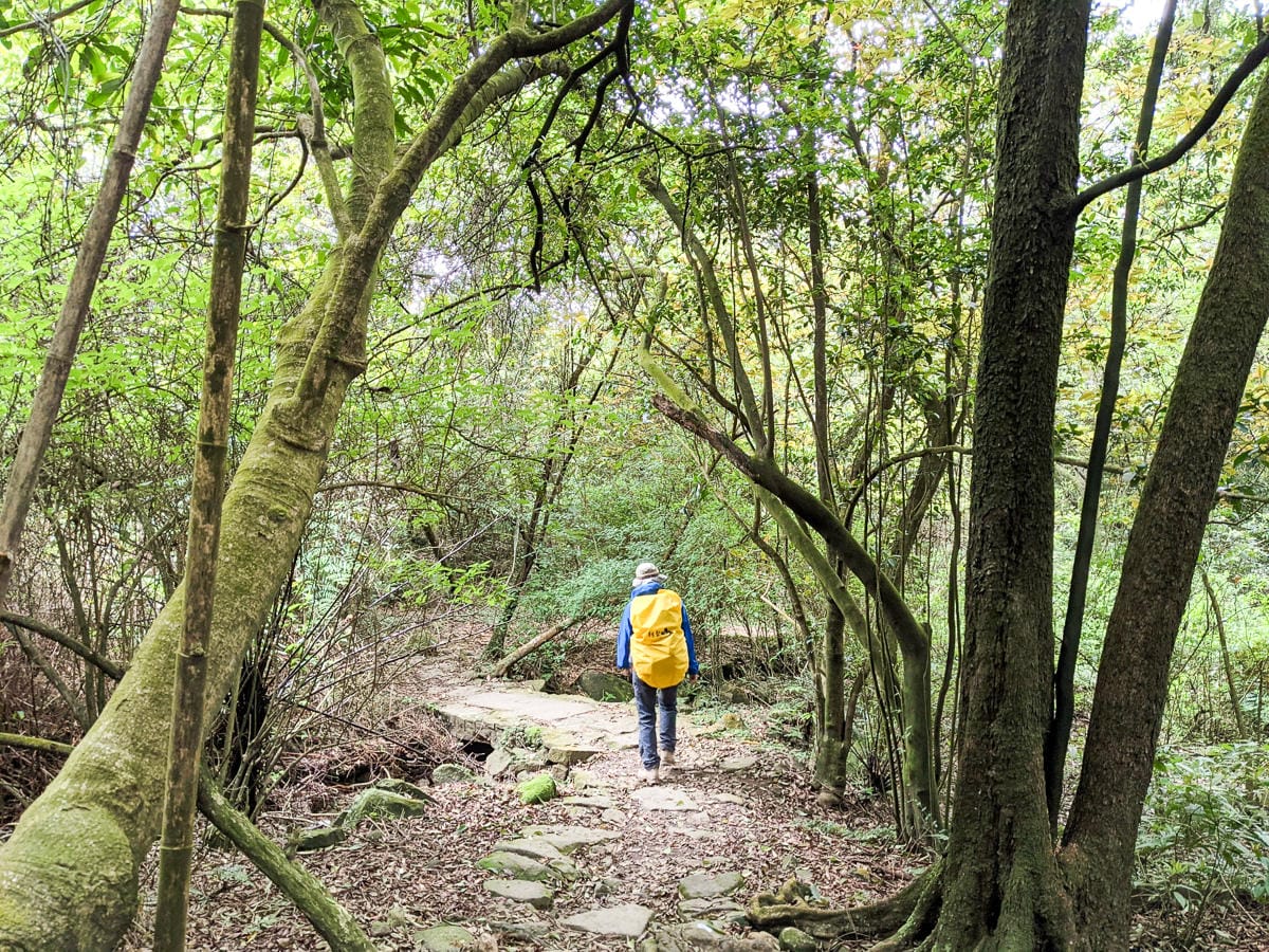 金包里大路 魚路古道北段 新手登山健行全年適合