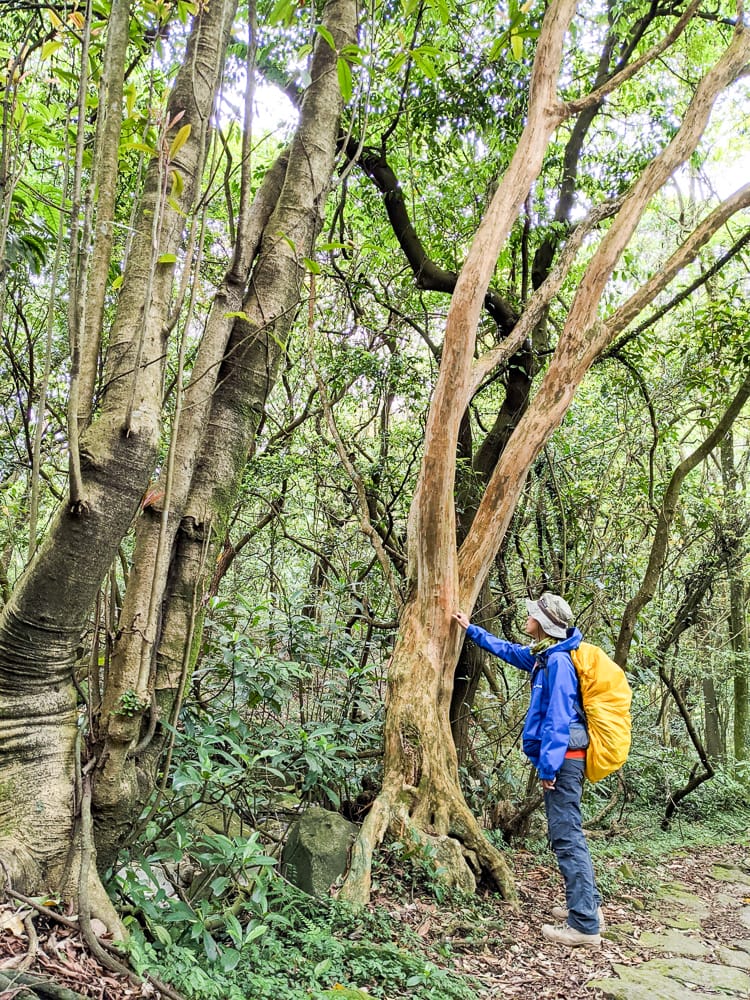 金包里大路 魚路古道北段 新手登山健行全年適合