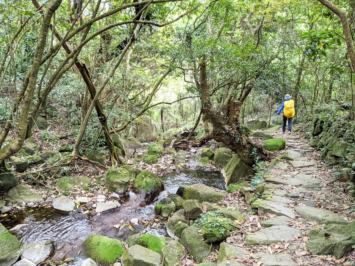 金包里大路 魚路古道北段 新手登山健行全年適合