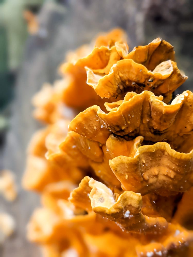 金包里大路 魚路古道北段 新手登山健行全年適合