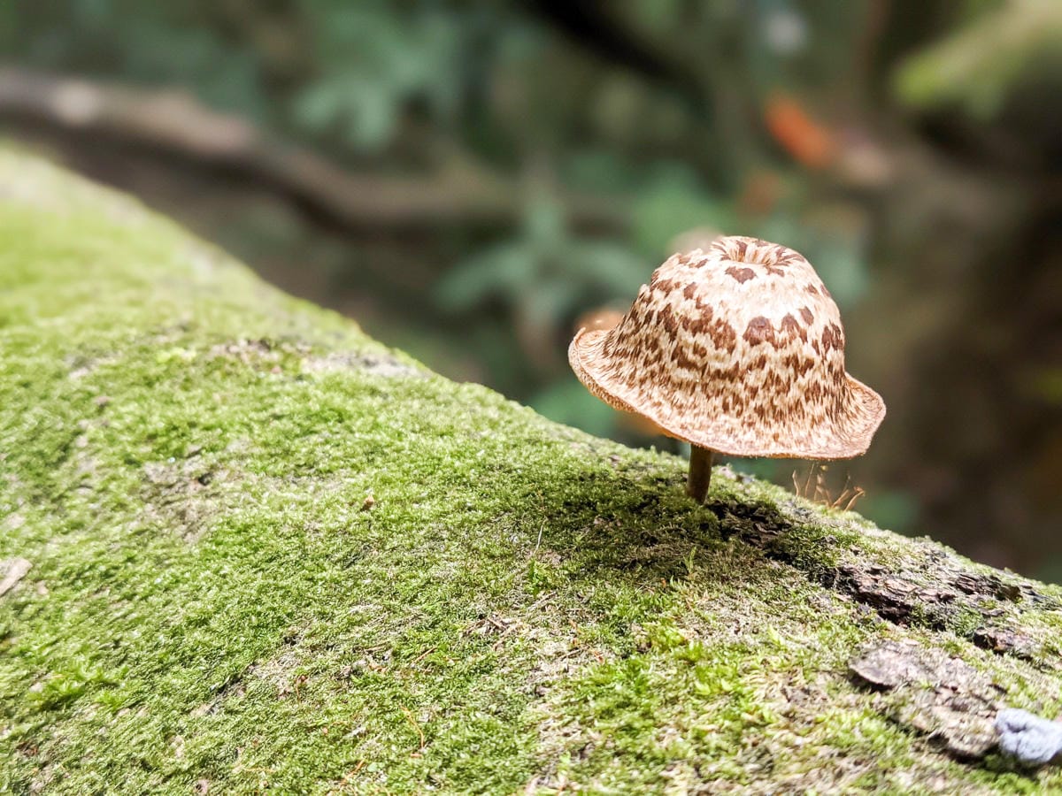金包里大路 魚路古道北段 新手登山健行全年適合