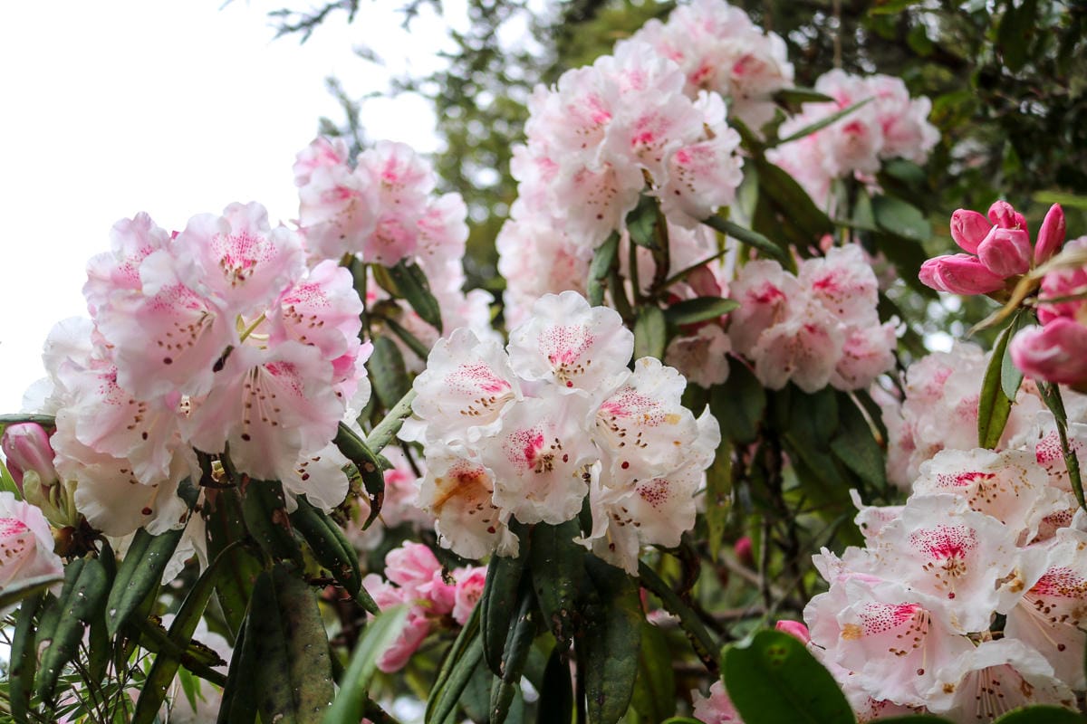 池有山難不難？武陵四秀品田池有必經之路