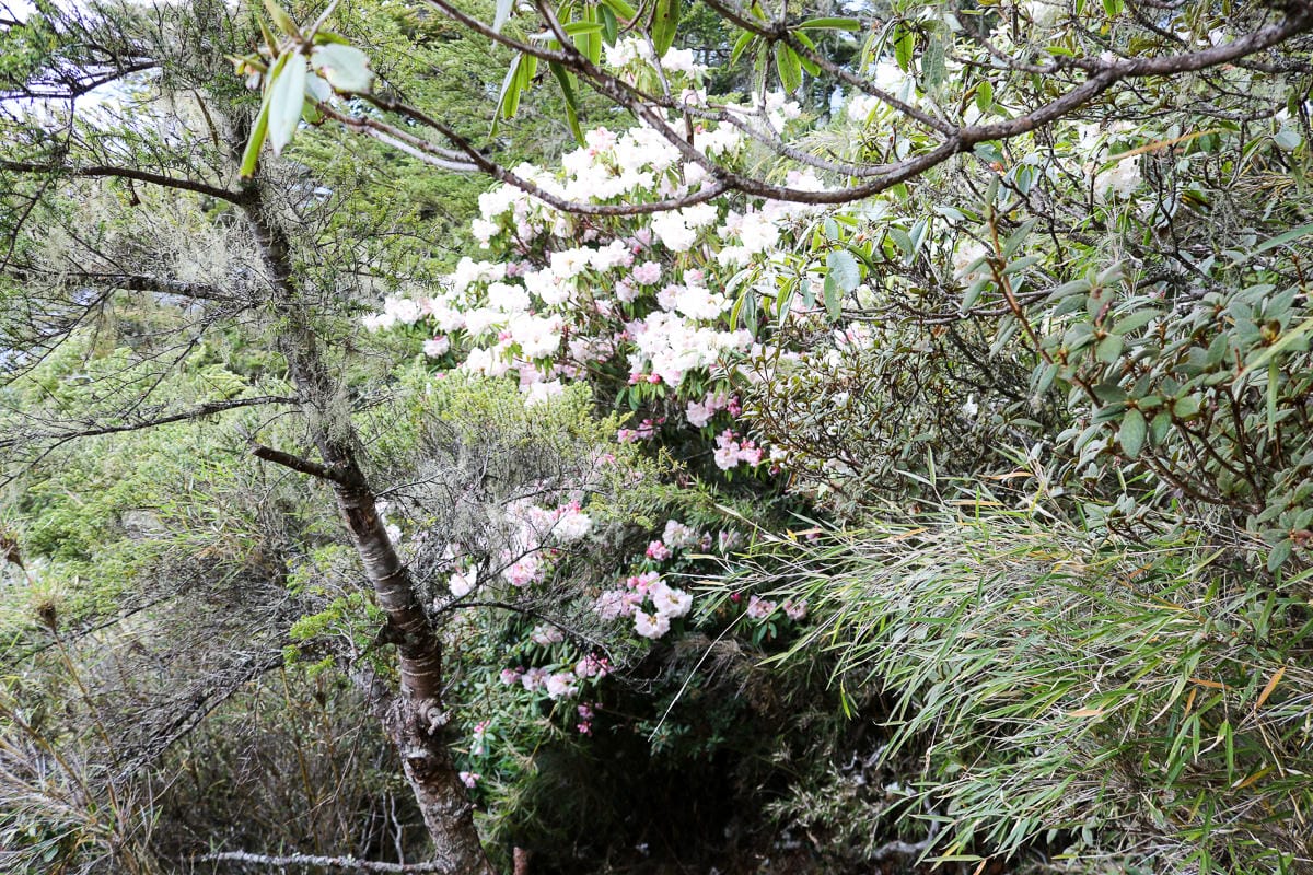 池有山難不難？武陵四秀品田池有必經之路