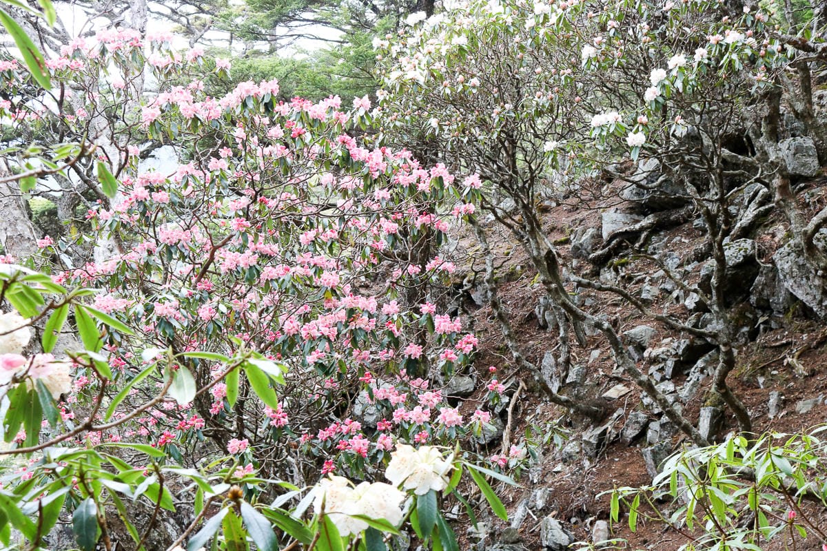 池有山難不難？武陵四秀品田池有必經之路