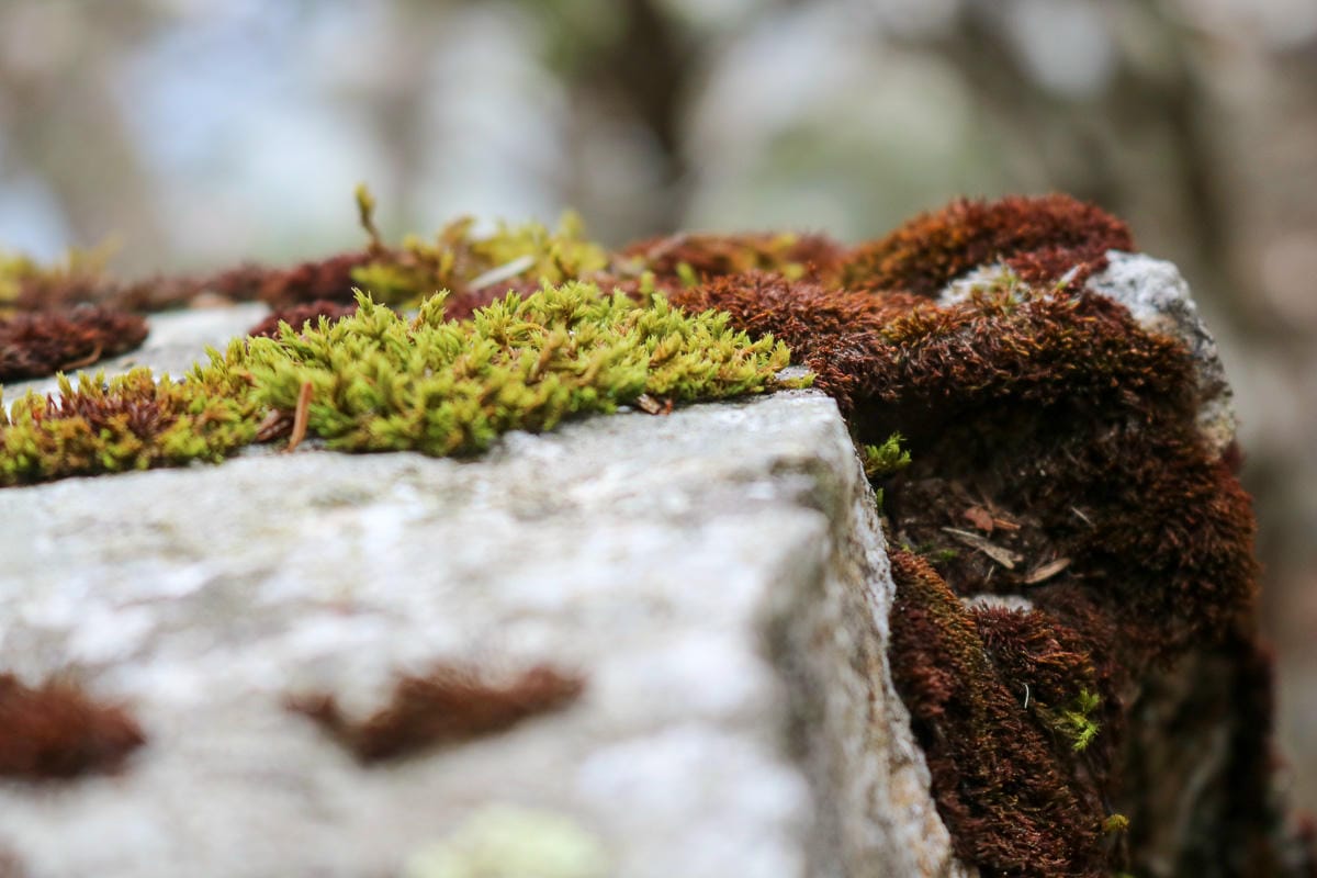 池有山難不難？武陵四秀品田池有必經之路