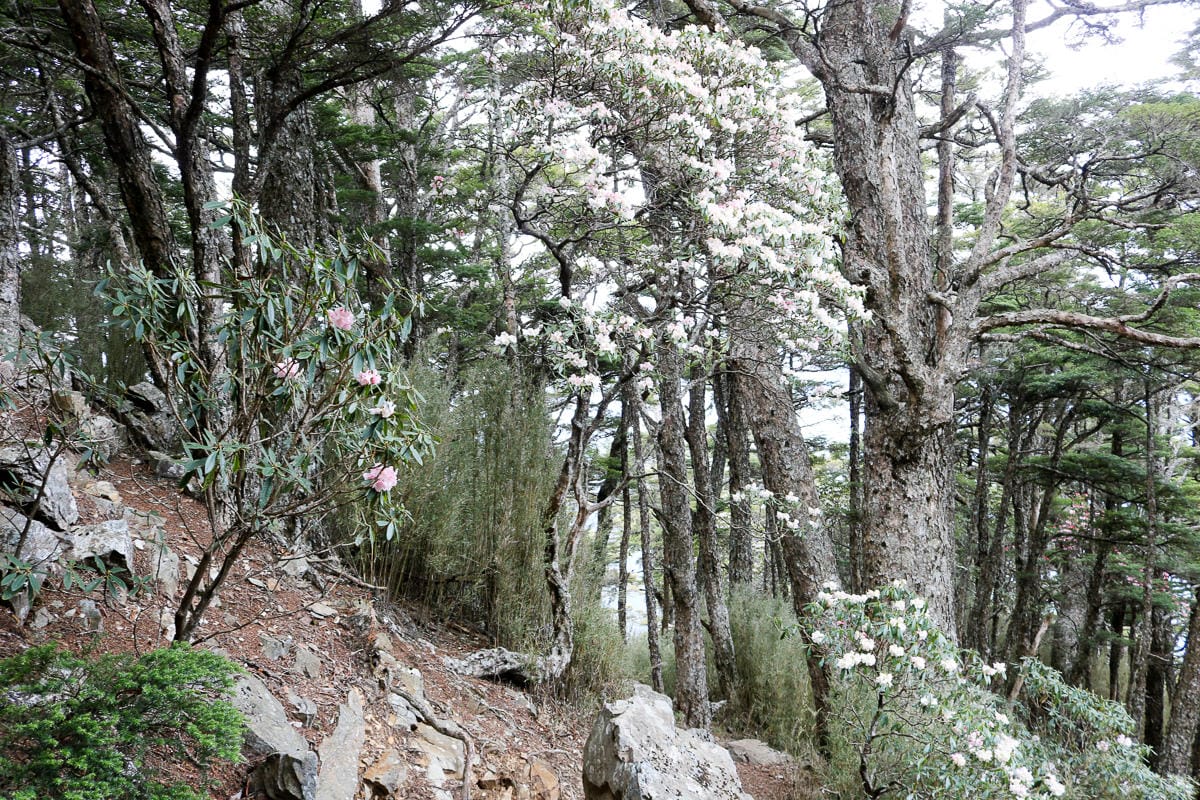 池有山難不難？武陵四秀品田池有必經之路