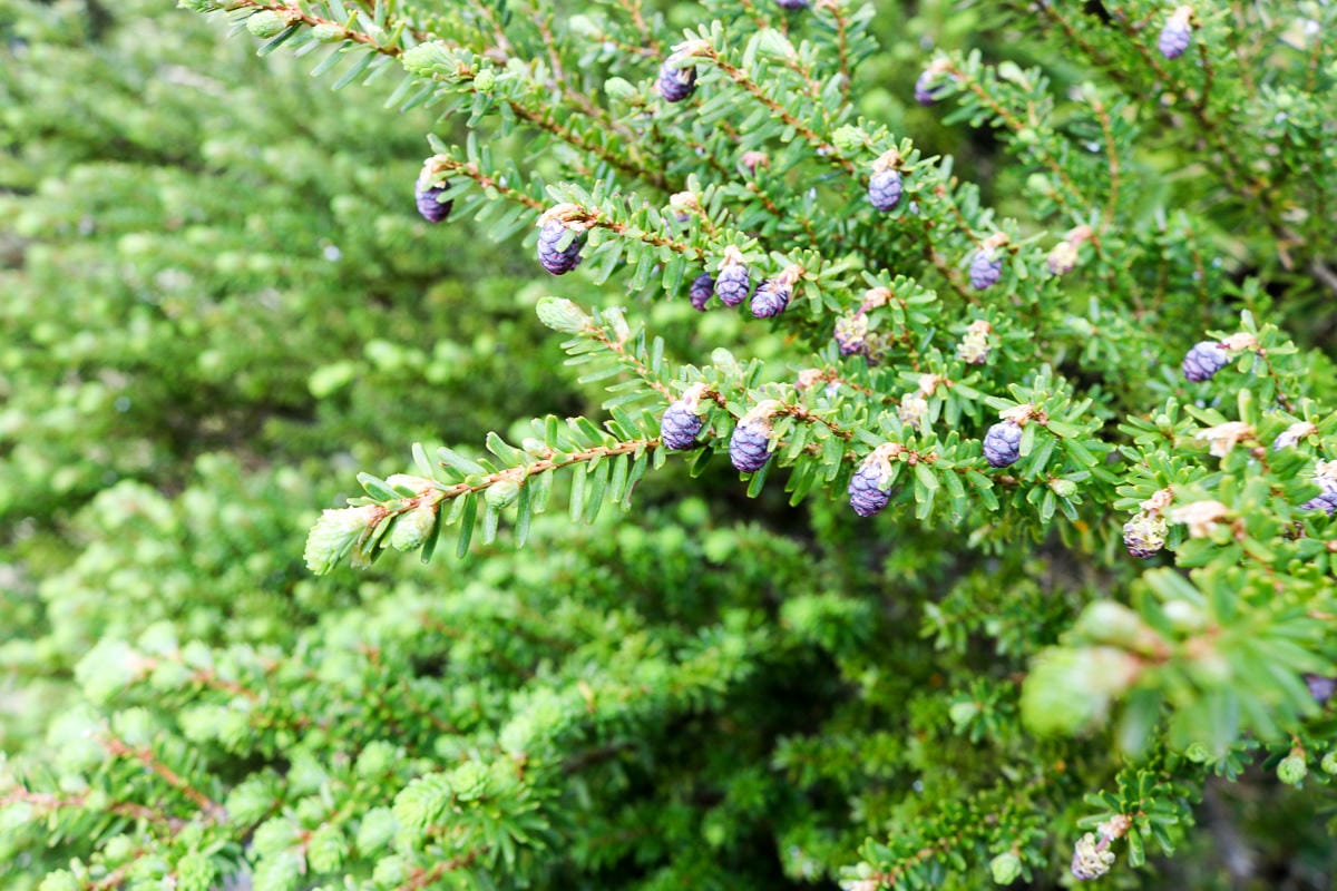 池有山難不難？武陵四秀品田池有必經之路