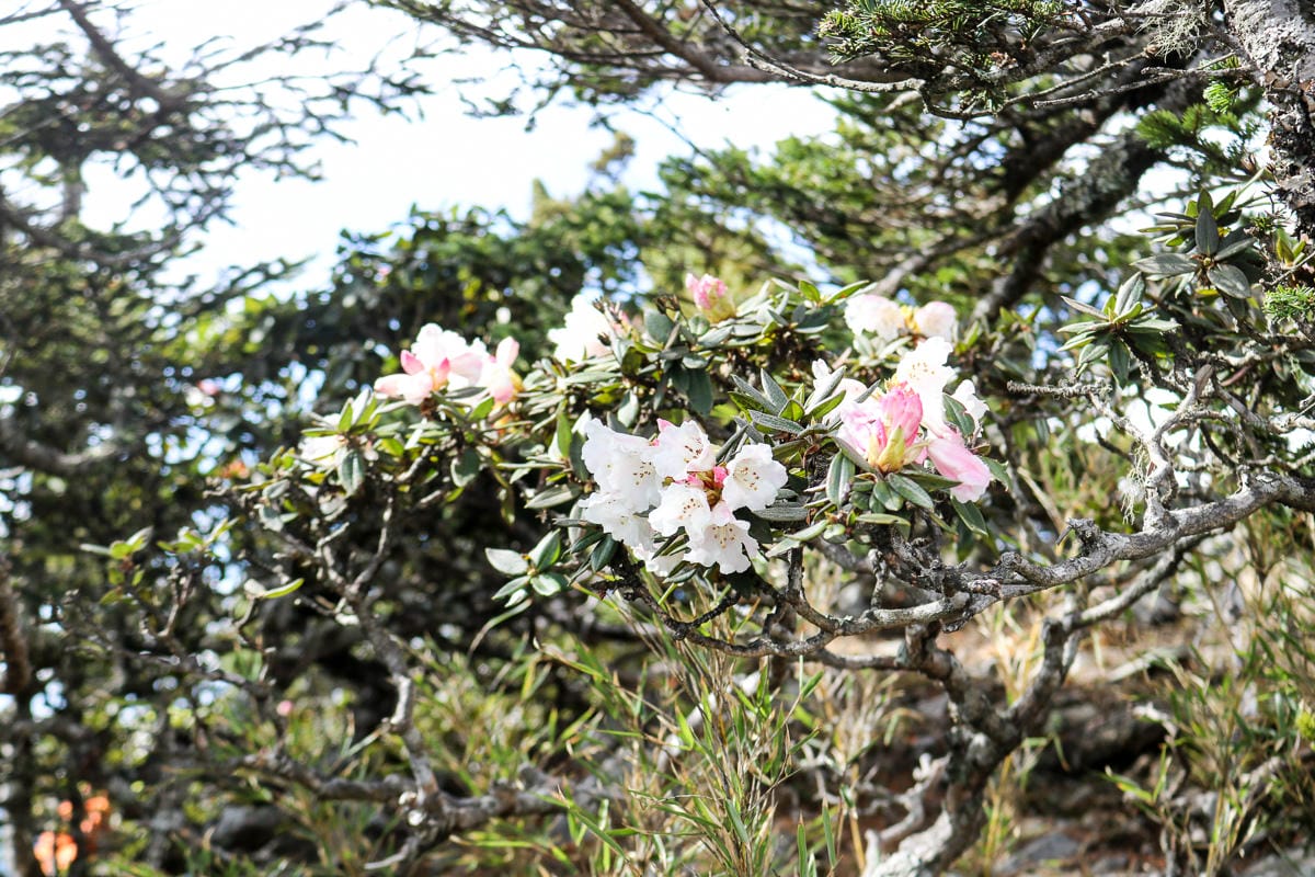 品田山V斷崖難不難？武陵四秀品田池有必經之路