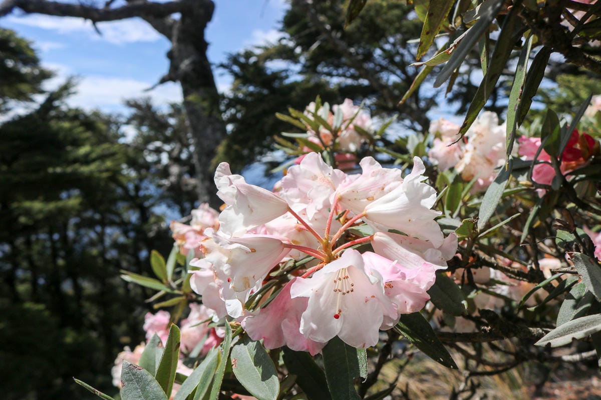 品田山V斷崖難不難？武陵四秀品田池有必經之路