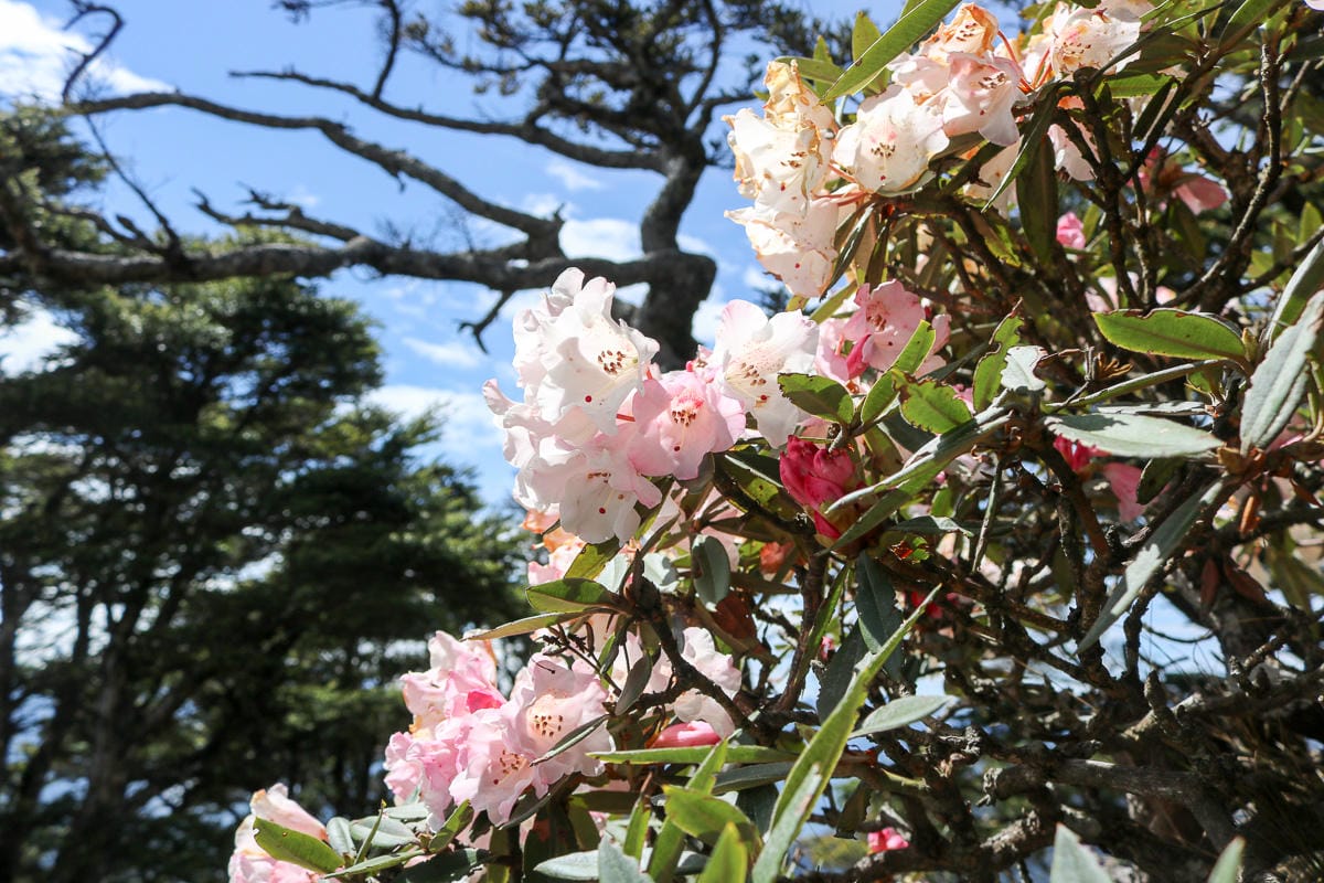 品田山V斷崖難不難？武陵四秀品田池有必經之路