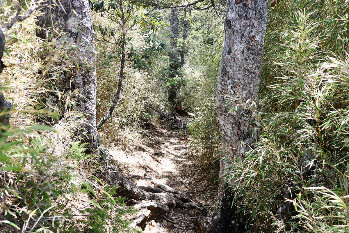 品田山V斷崖難不難？武陵四秀品田池有必經之路