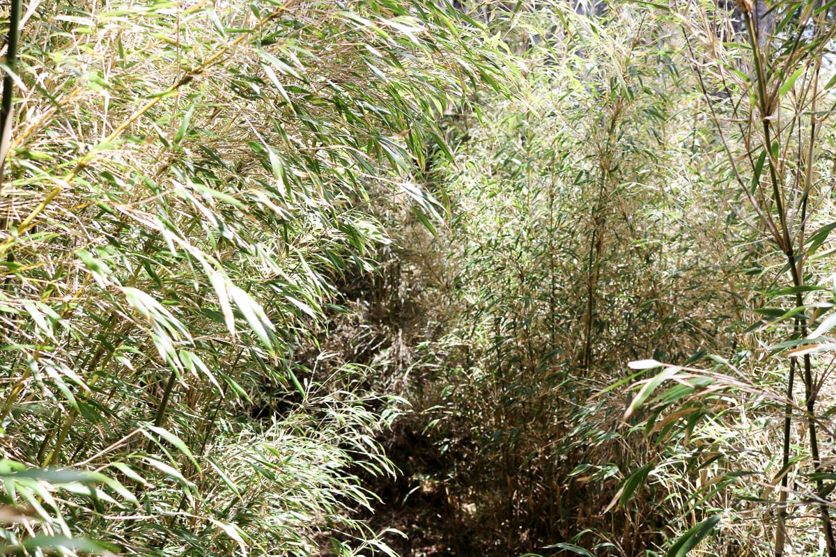 品田山V斷崖難不難？武陵四秀品田池有必經之路