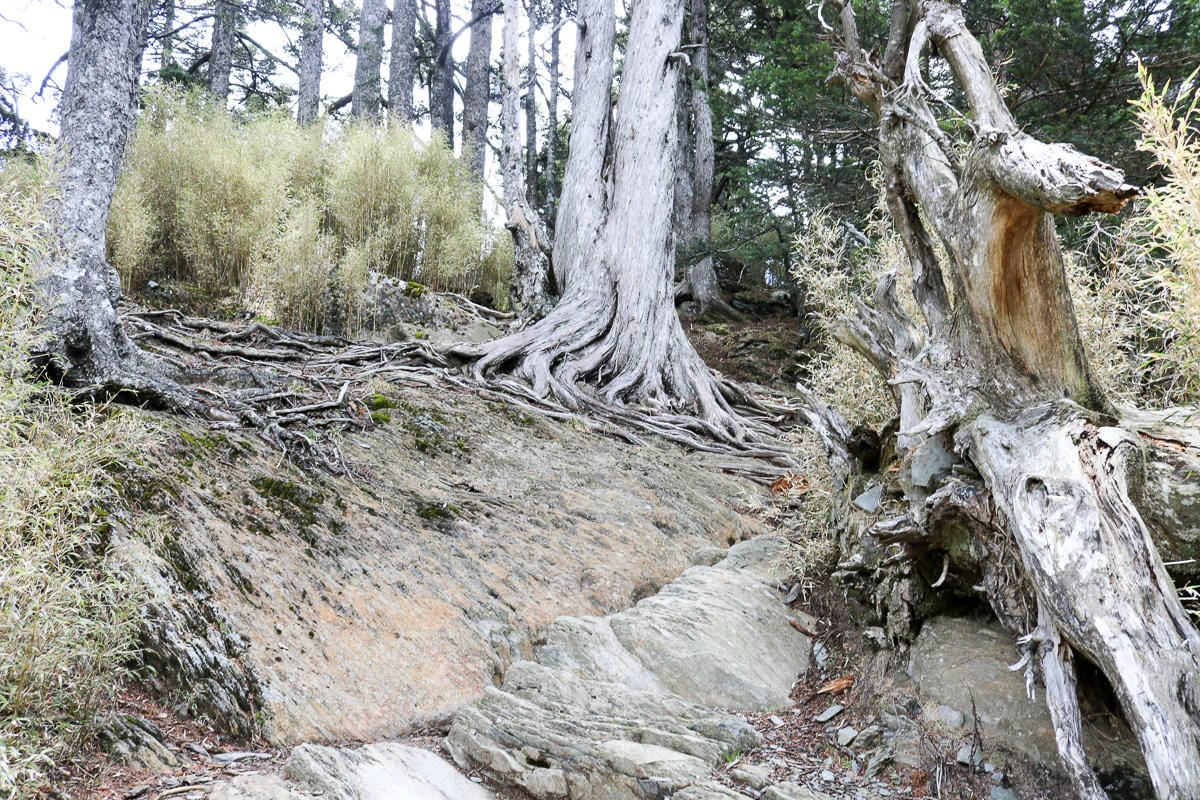 品田山V斷崖難不難？武陵四秀品田池有必經之路