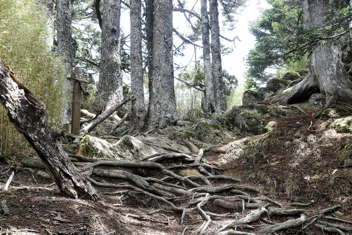 品田山V斷崖難不難？武陵四秀品田池有必經之路