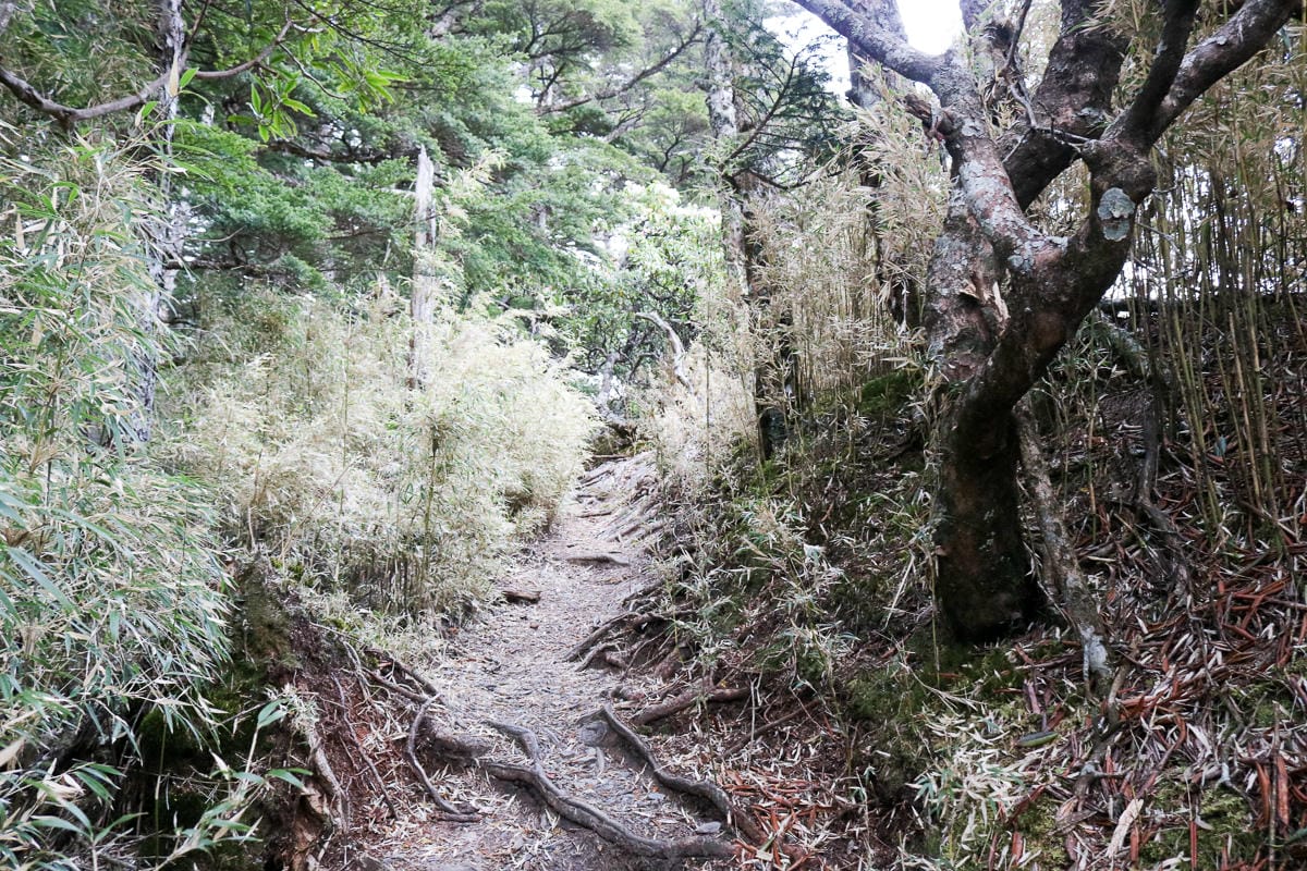 武陵四秀喀拉業山來回美翻 說鳥山其實一點也不鳥