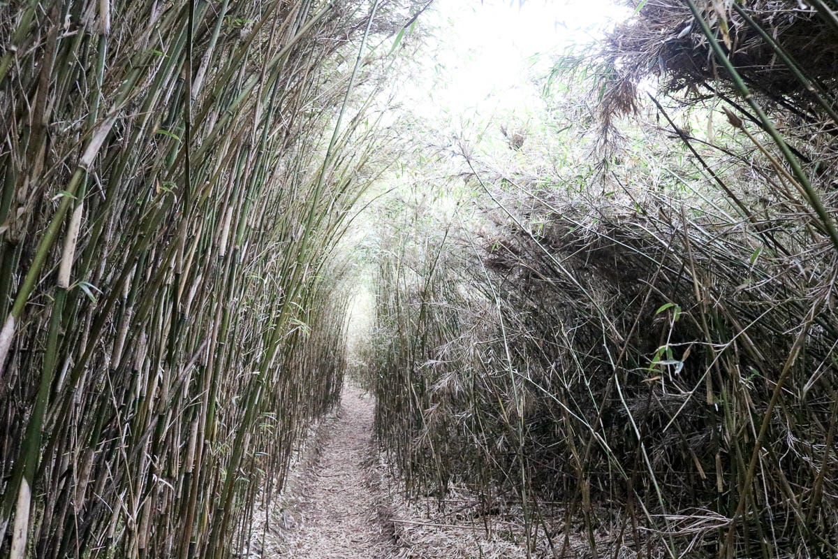 武陵四秀喀拉業山來回美翻 說鳥山其實一點也不鳥