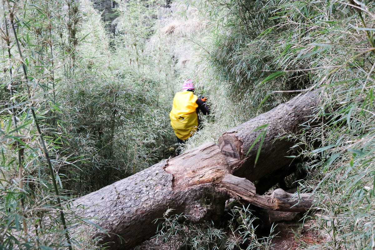 武陵四秀喀拉業山來回美翻 說鳥山其實一點也不鳥