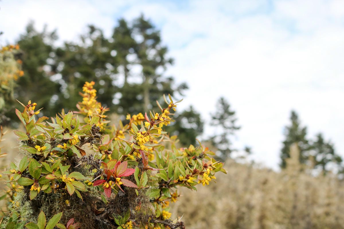 武陵四秀喀拉業山來回美翻 說鳥山其實一點也不鳥