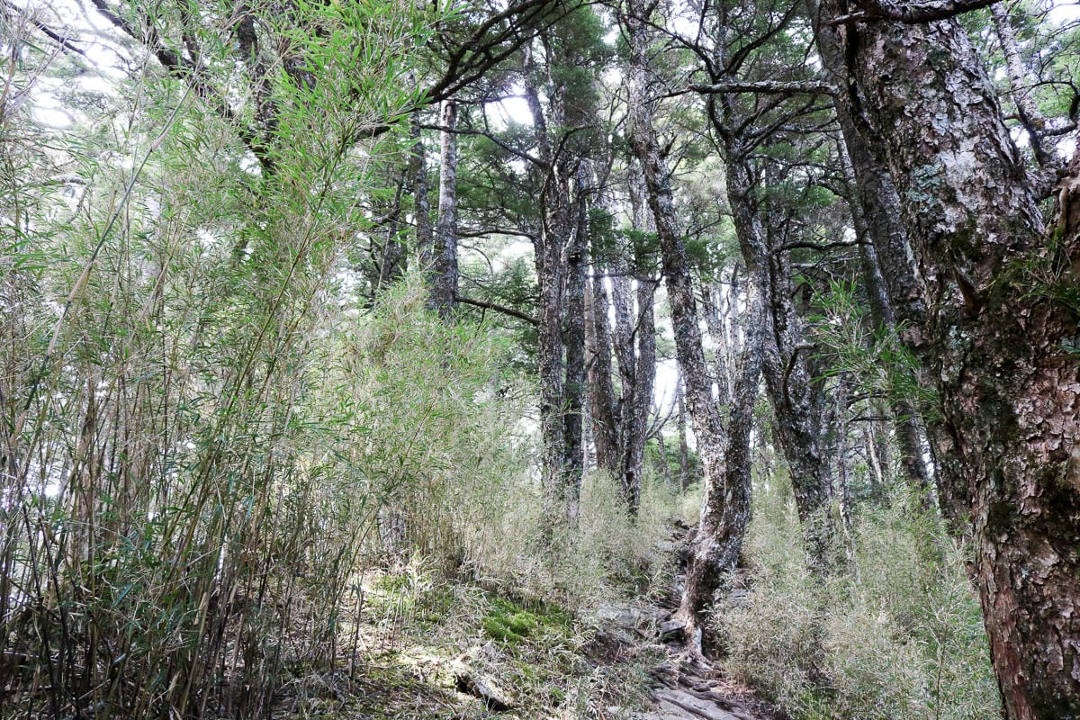 武陵四秀喀拉業山來回美翻 說鳥山其實一點也不鳥