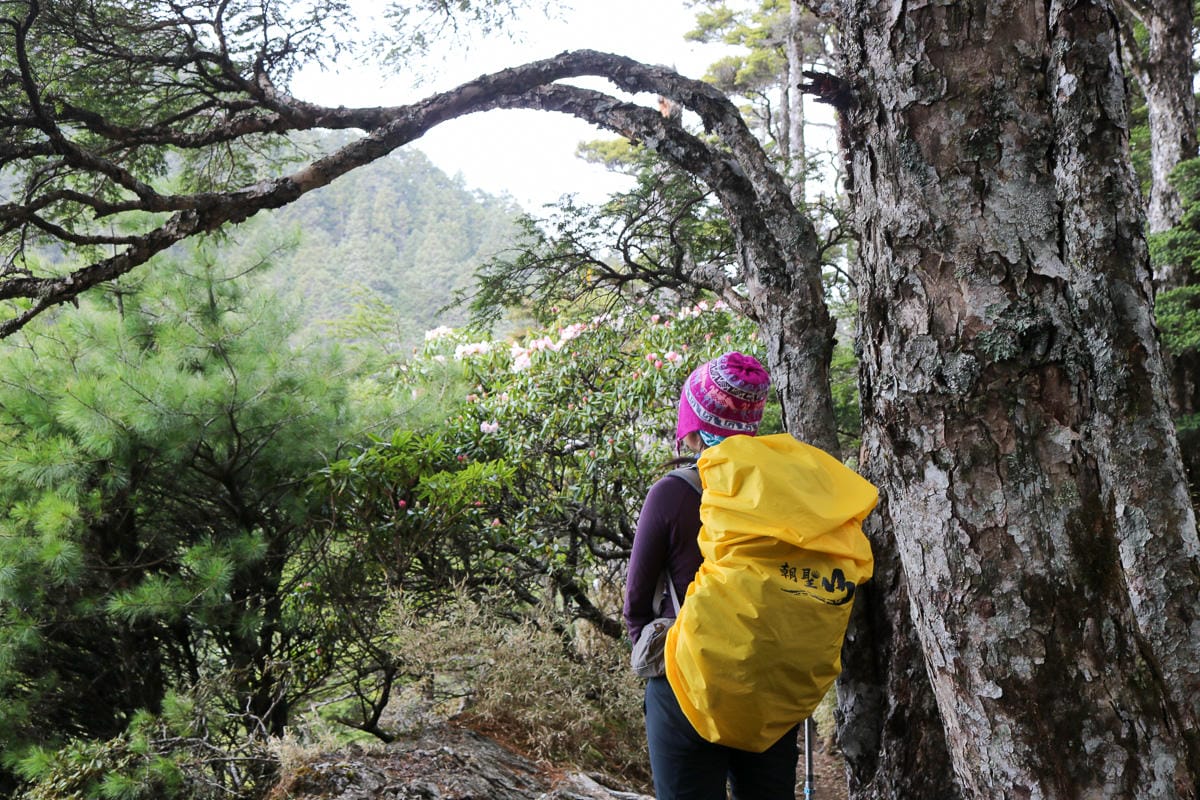 武陵四秀喀拉業山來回美翻 說鳥山其實一點也不鳥