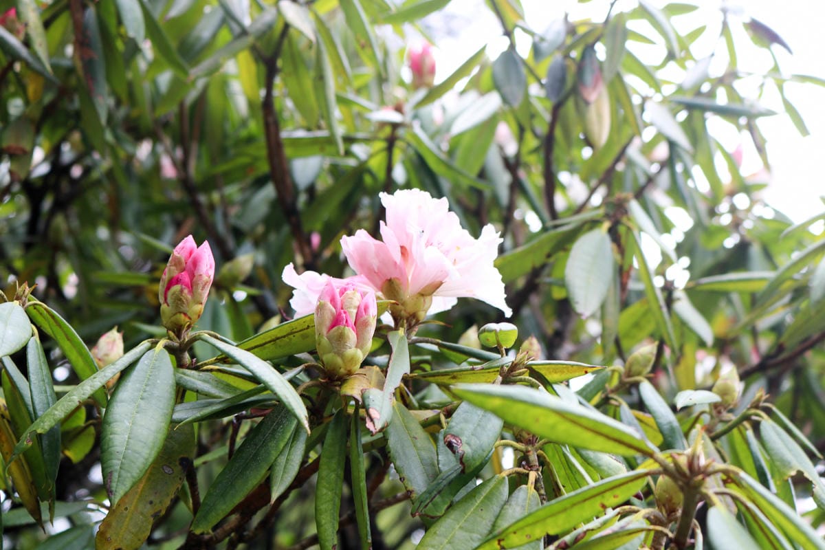 武陵四秀喀拉業山來回美翻 說鳥山其實一點也不鳥