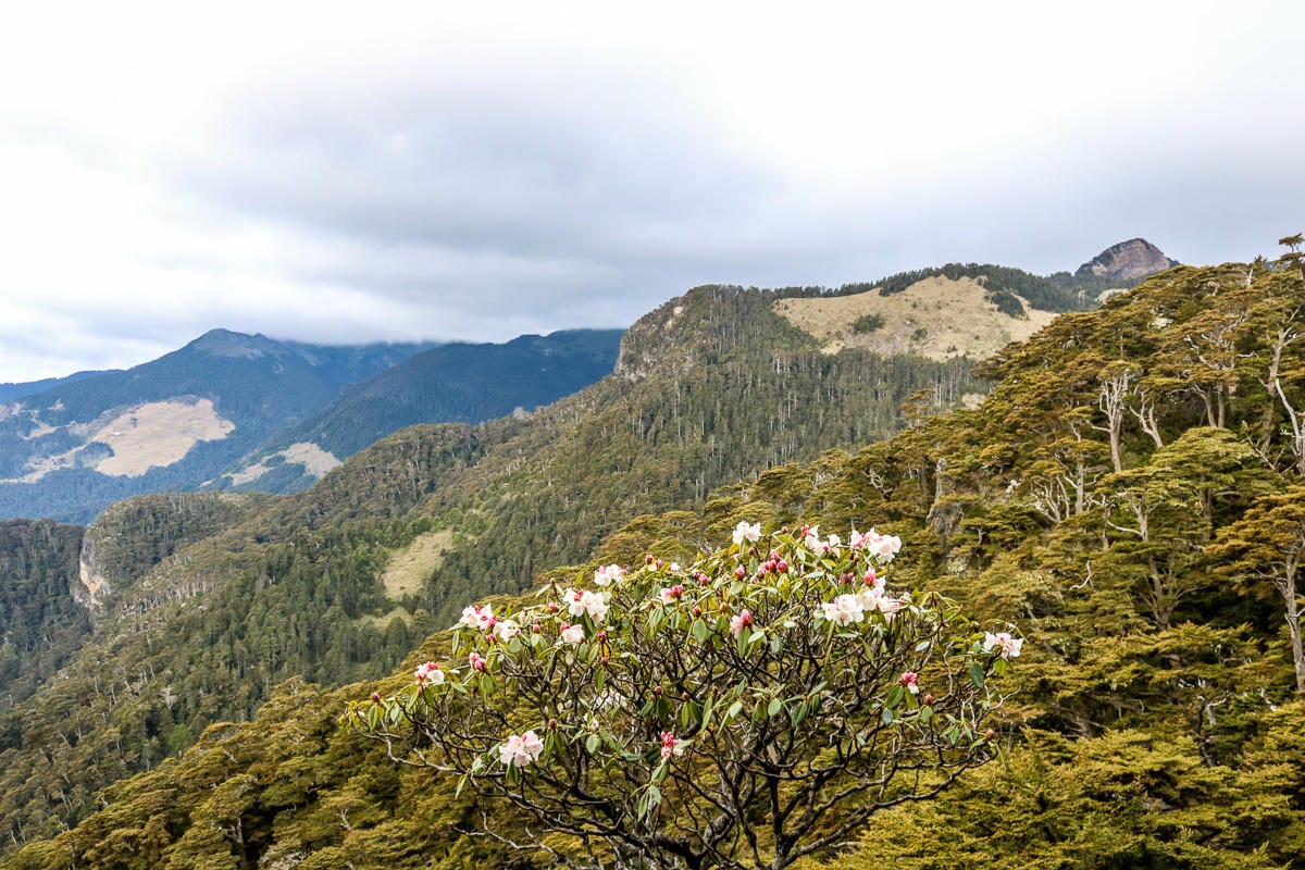 品田池有重裝第三天 武陵四秀走好走滿