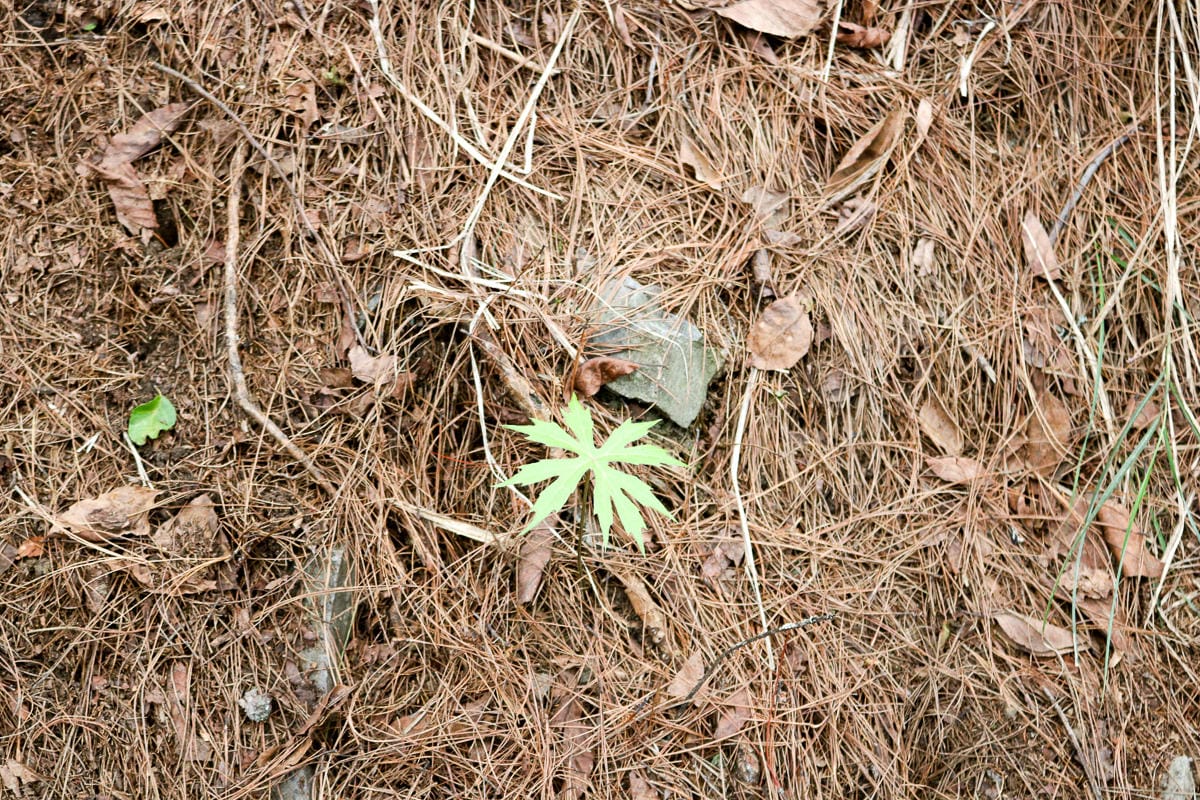 品田池有重裝第三天 武陵四秀走好走滿